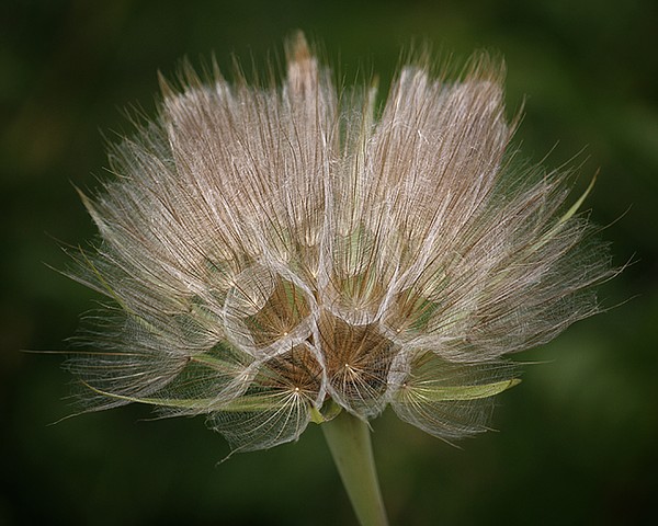 Puff