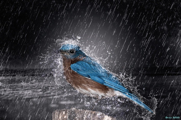 bird in the rain