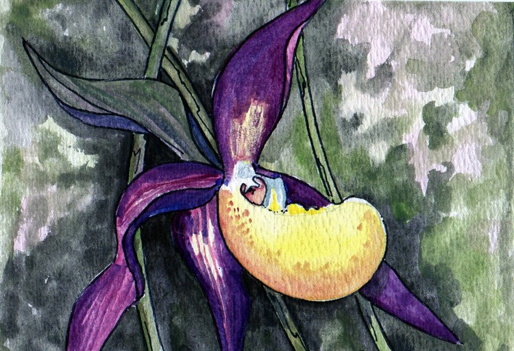 purple orchid