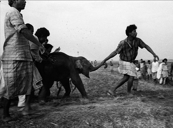 A degrouped lonely baby tusker caught by the local