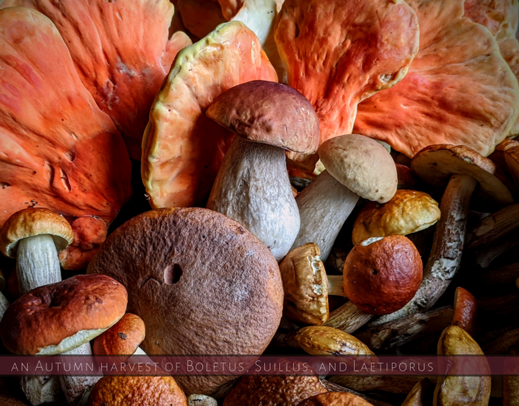 Autumn Harvest of Wild Mushrooms