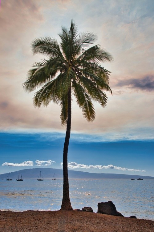 Surreal Palm Tree