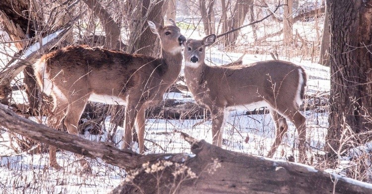 Fawn and mother