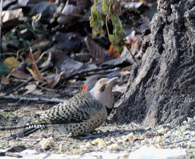 Northern Flicker 