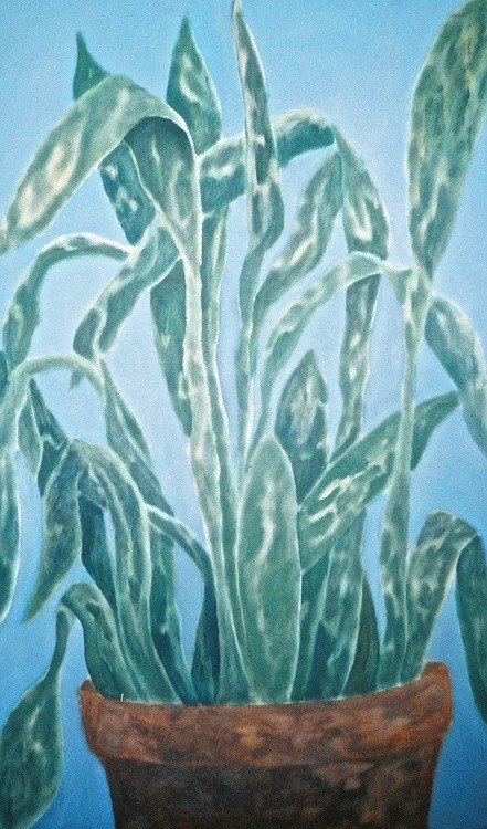 Houseplant