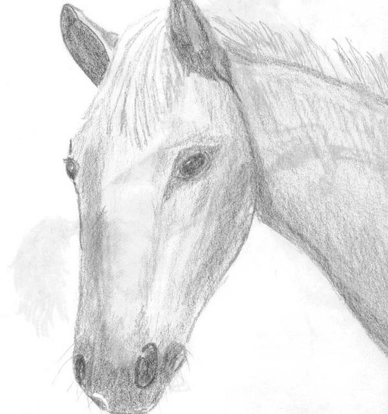 Horse head
