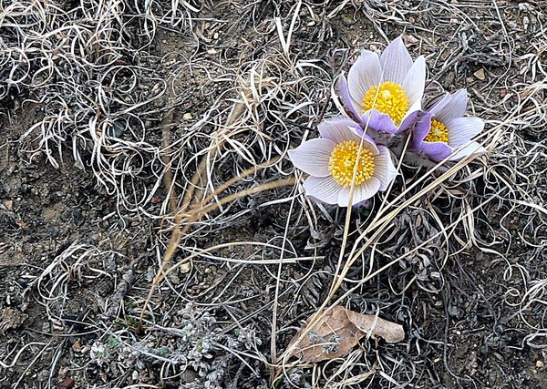 Crocuses