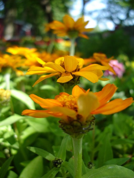 Orange stem