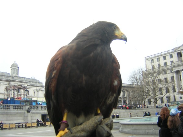 Guard of the Square 