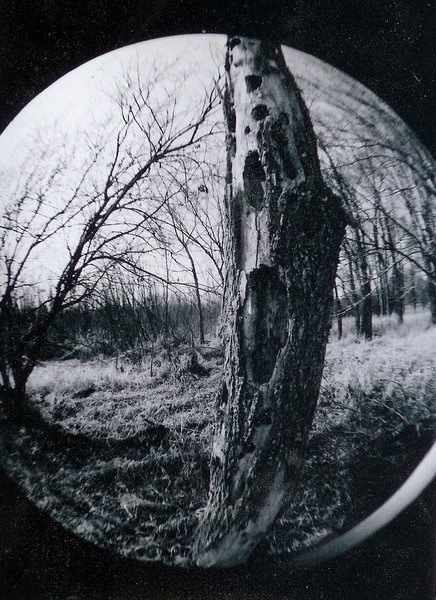 Variation on Hole-y Tree