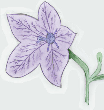 Balloonflower