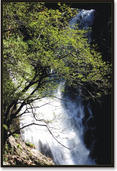 The Waterfall through the Trees