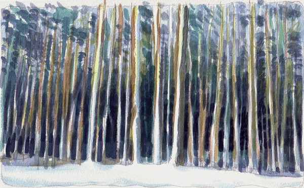 Forrest