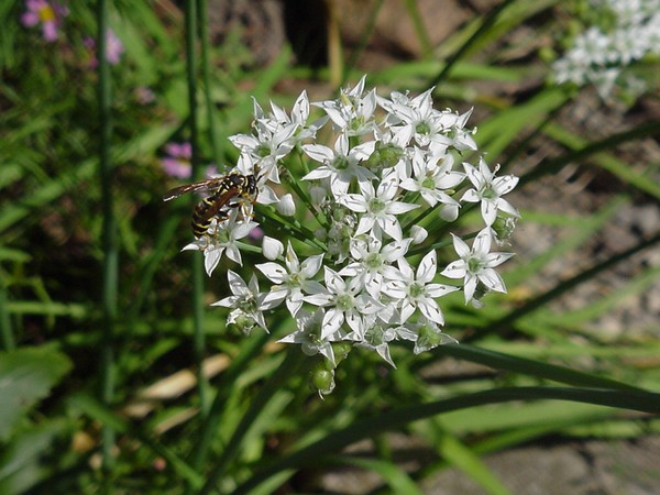 White Stars