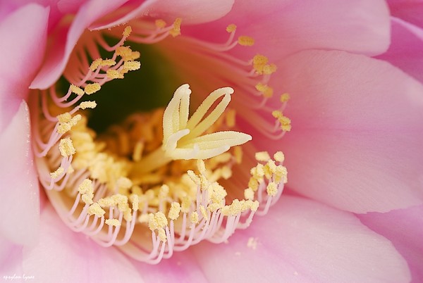 Echinopsis center
