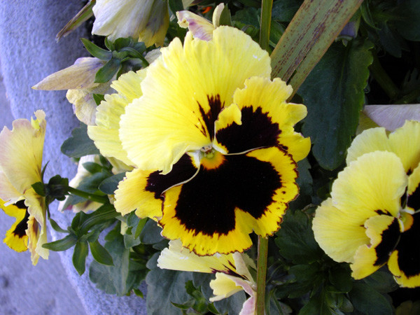 Yellow Pansies