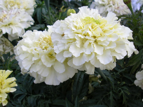 White Mystery Flowers