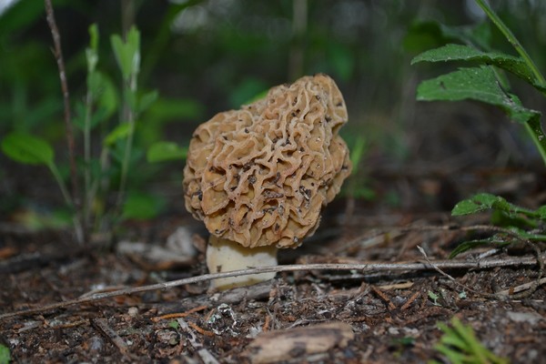 Morel