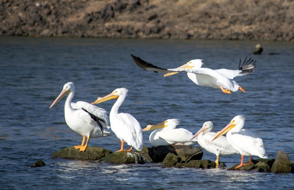 Pelicans on the Arkansas River