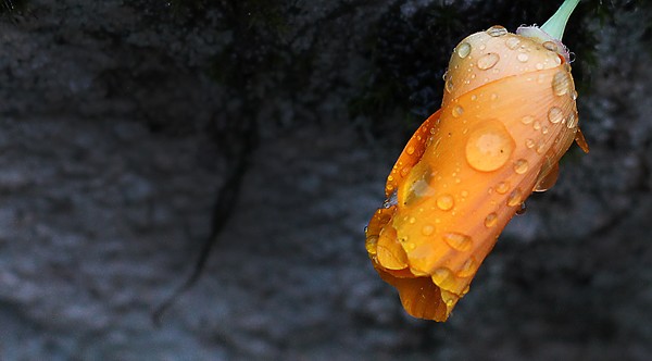 Orange is the new...
