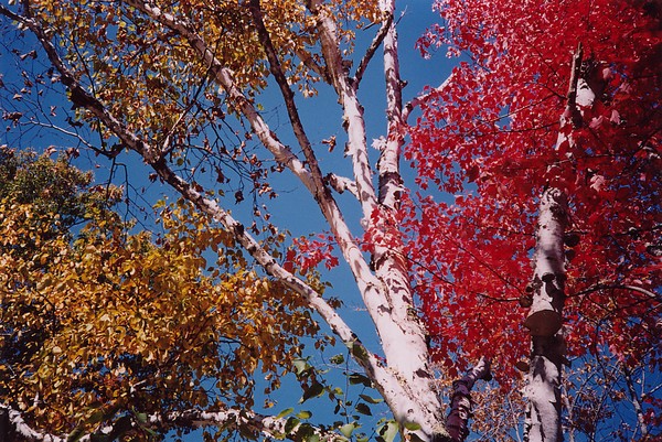 Fall's Primary Colors