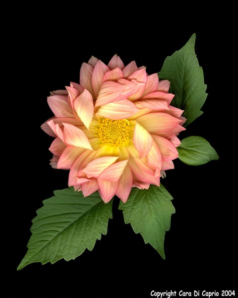 Pink Dahlia 005