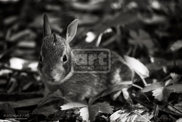 Young Cottontail In The Garden, 1