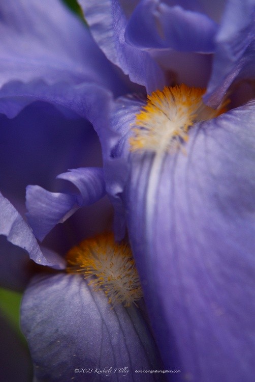 Love in the Garden, P0963 