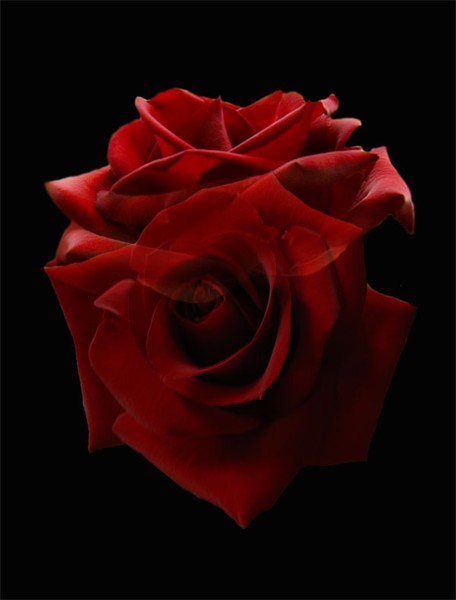 Roses are Red