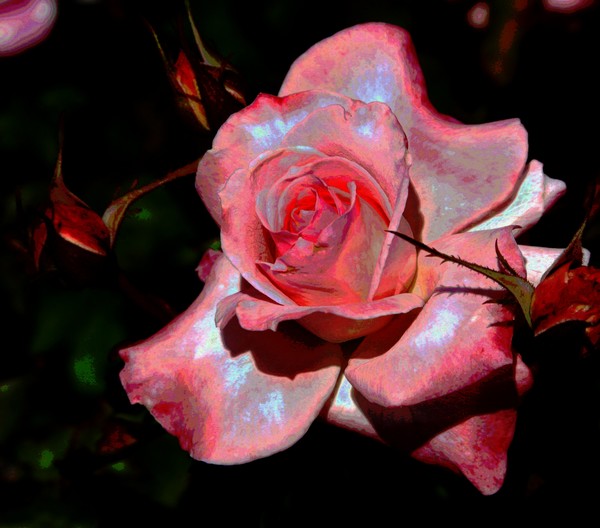 Porcelian Rose