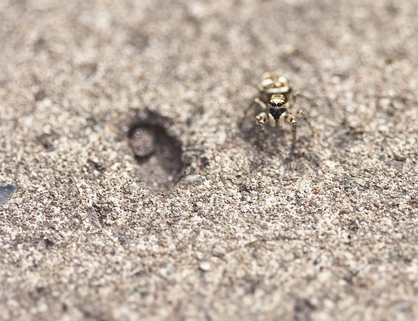 Jumper.