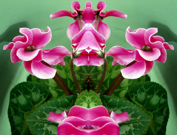 Cyclamen Pot