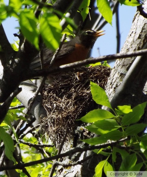 Robins nest