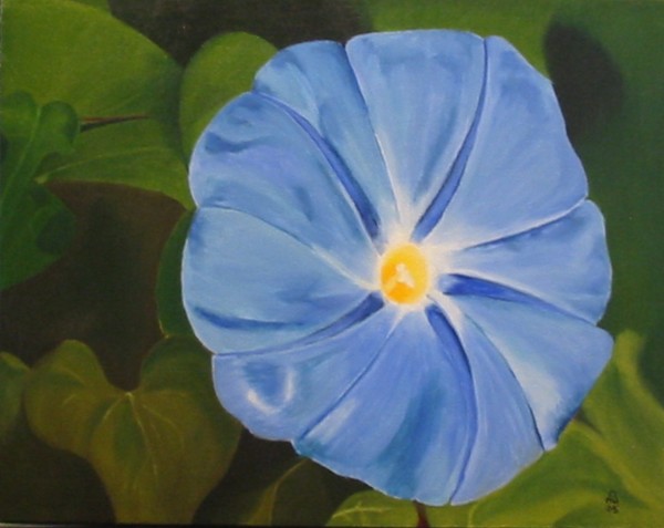 Blue Morning Glory