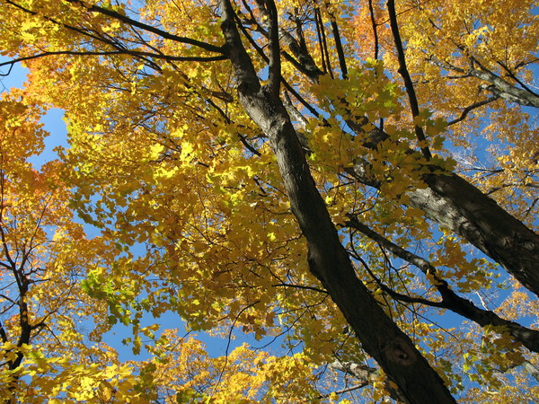 Yellow and Blue