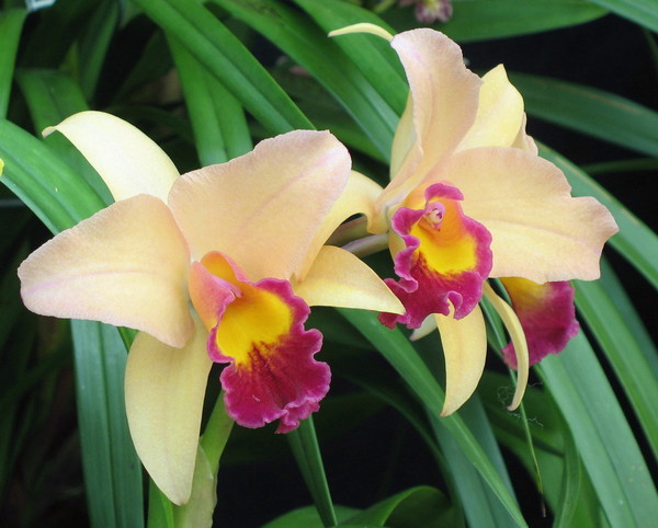 Orchids