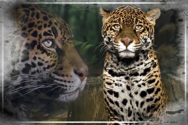 The Jaguar