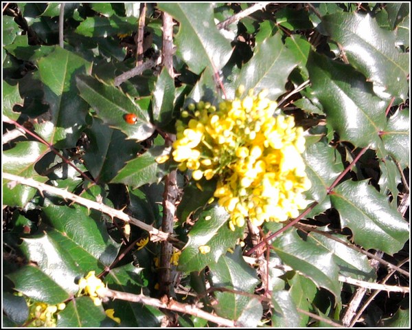 Flowering Holly