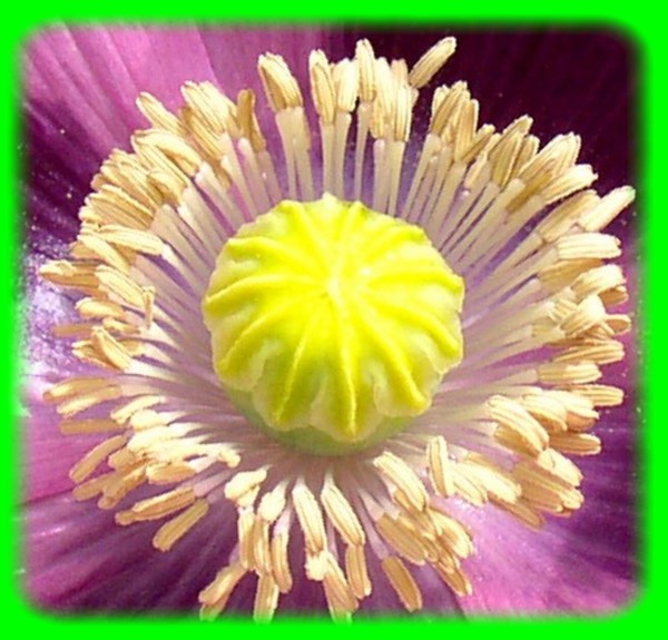 Centre of my friend ' Poppy '