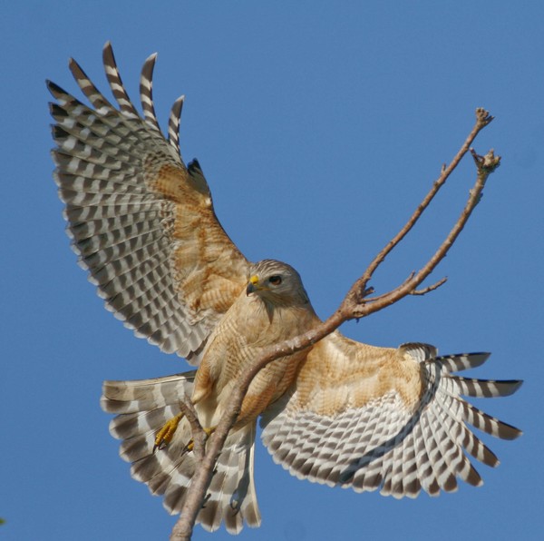Soft Landing