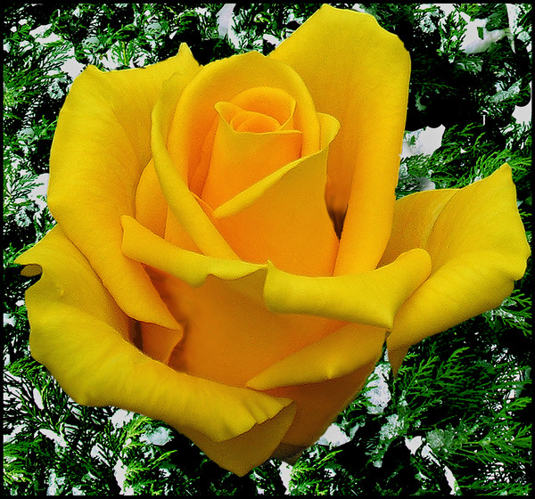 Golden Rose