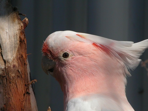 galah