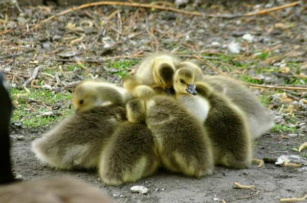 Chick Huddle
