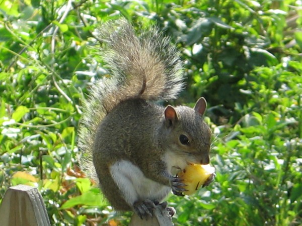 Enjoying pineapple for breakfast