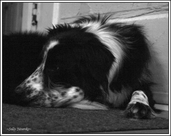 Border Collie at Rest