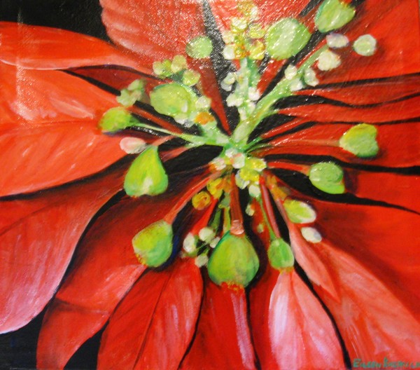 Poinsettia