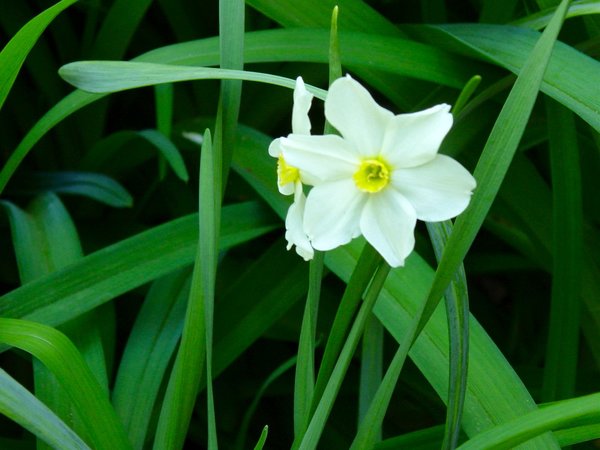 Springs Last Flower