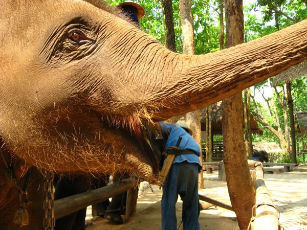 Up close with the Elephant