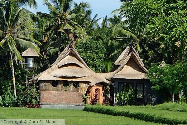 House in Rice Fields