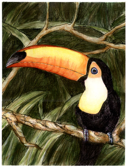Toucan
